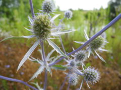 Eryngium planum