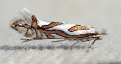 Phyllonorycter manzanita