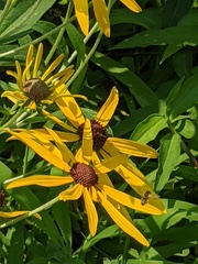 Halictus ligatus