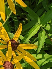 Halictus ligatus
