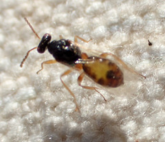 Euplectrus