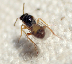Euplectrus