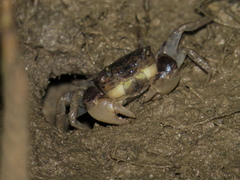 Pseudohelice subquadrata