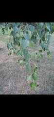 Betula pendula