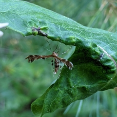 Dejongia lobidactylus