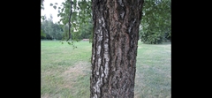Betula pendula