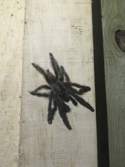 Psalmopoeus victori
