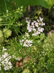Megachile