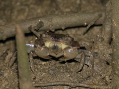 Pseudohelice subquadrata