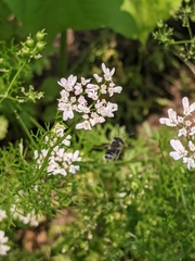 Megachile