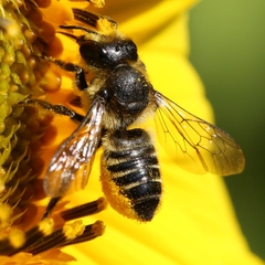 Megachile