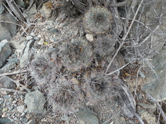 Copiapoa humilis