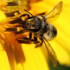 Megachile