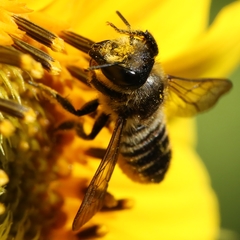 Megachile