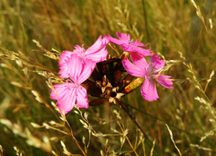 Dianthus borbasii