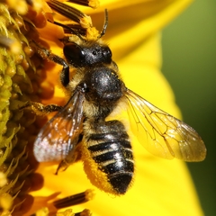 Megachile