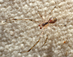 Theridion lawrencei