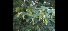 Tilia platyphyllos