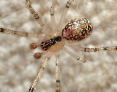 Theridion lawrencei