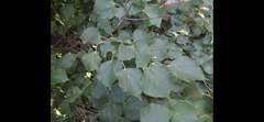 Tilia platyphyllos