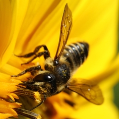 Megachile