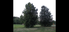 Tilia platyphyllos