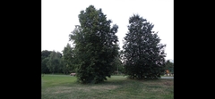 Tilia platyphyllos