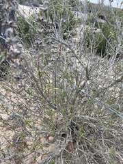 Salvia brandegeei