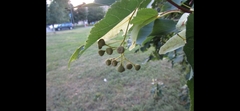 Tilia platyphyllos