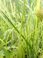 Cyperus engelmannii