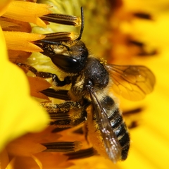Megachile