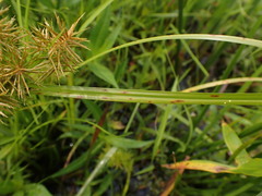 Cyperus engelmannii