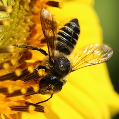 Megachile
