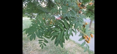 Sorbus decora