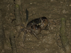 Pseudohelice subquadrata