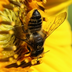 Megachile