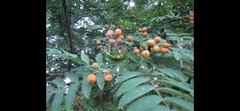 Sorbus decora