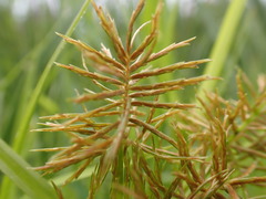 Cyperus engelmannii