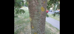 Sorbus decora