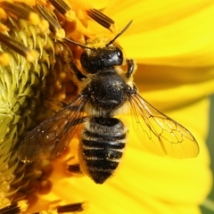 Megachile