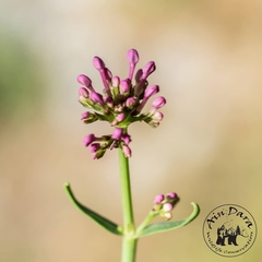 Centranthus longiflorus