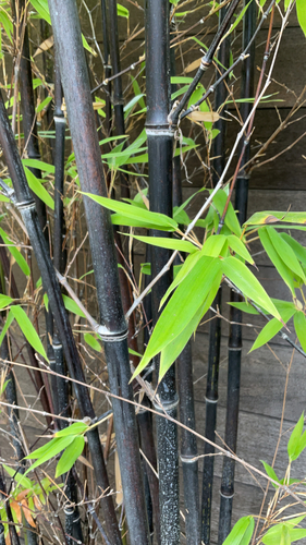 photo of Bamboos, Canes, And Allies (Bambusoideae)