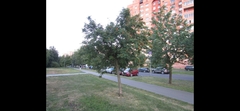 Sorbus decora