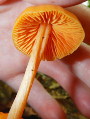 Entoloma salmoneum