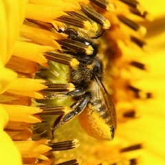 Megachile