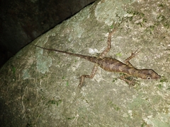 Anolis barkeri