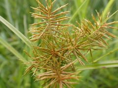 Cyperus engelmannii