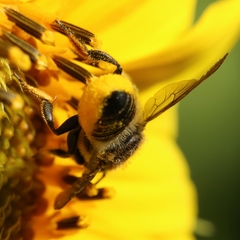Megachile