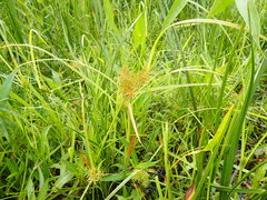 Cyperus engelmannii