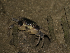 Pseudohelice subquadrata